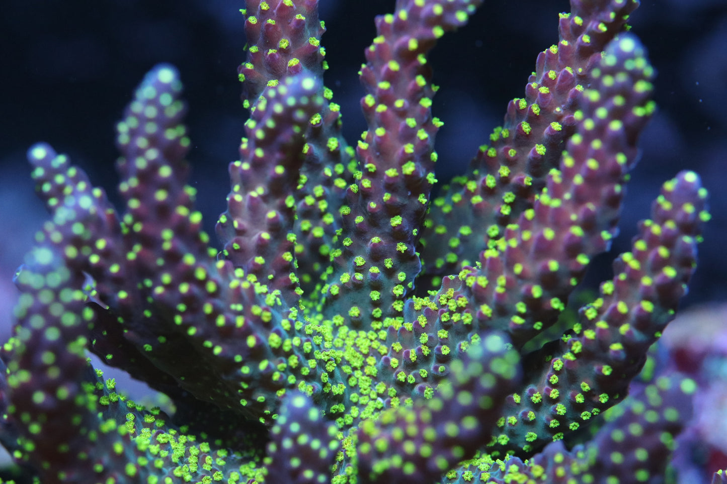 Garf Bonsai - CUT TO ORDER