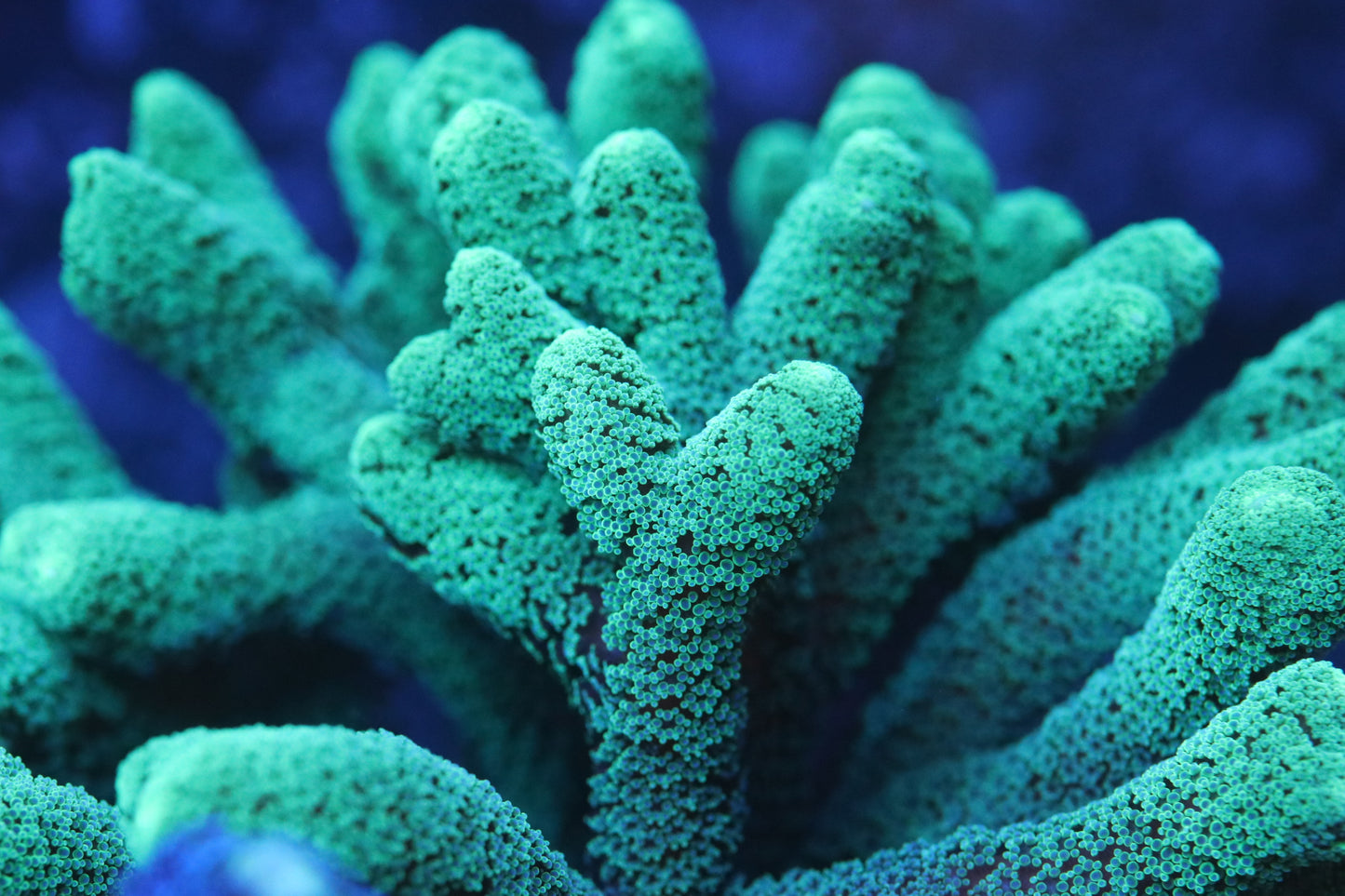 Sour Apple Birdsnest - Cut to Order