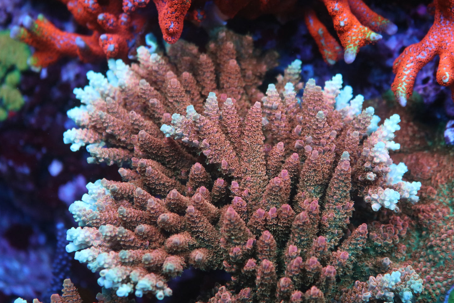 TSA Bill Murray - CUT TO ORDER