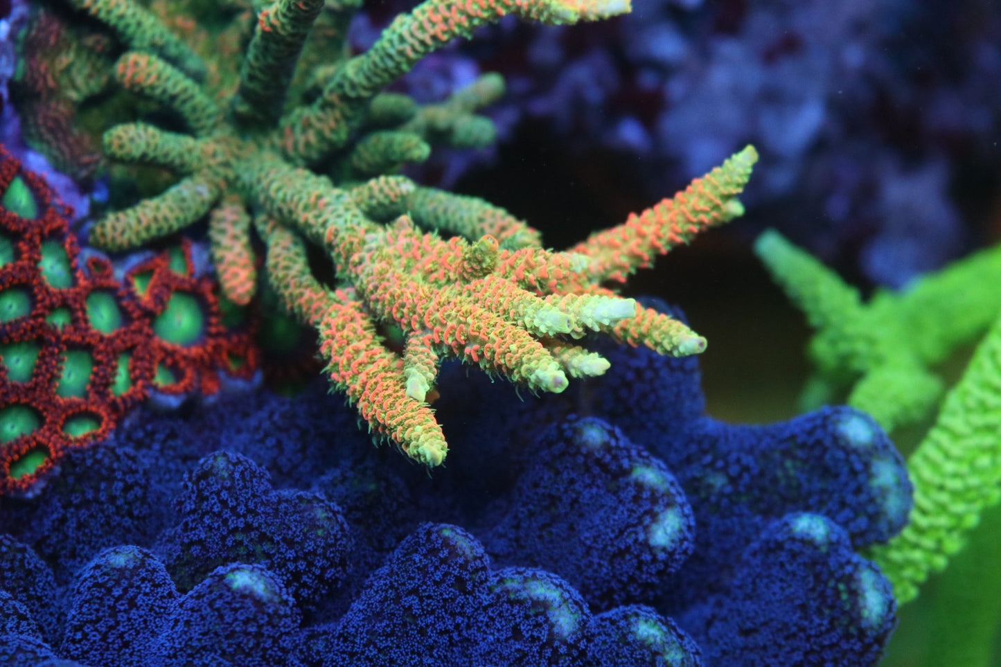 JF Solar Flare - CUT TO ORDER