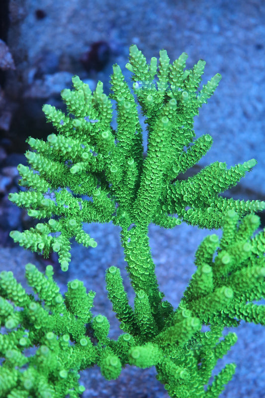 BC Glowstick Tenuis - Cut to Order