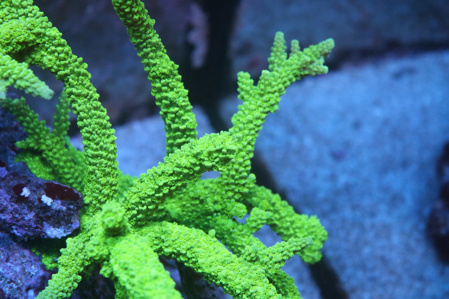 Green Slimer - Cut to Order