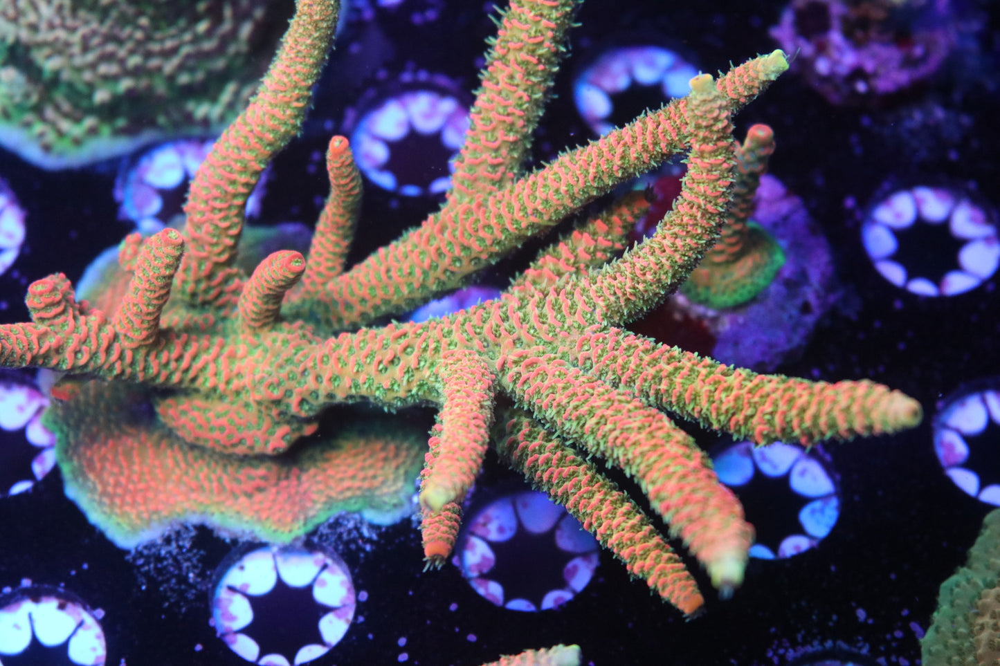 JF Solar Flare - CUT TO ORDER