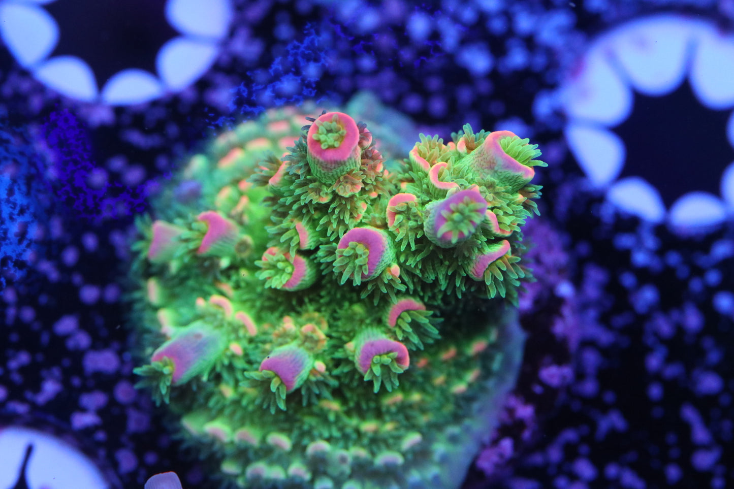 JF Homewrecker - Cut to Order