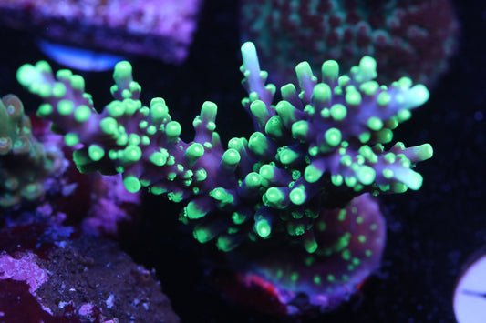 JF Kamikaze - Cut to Order