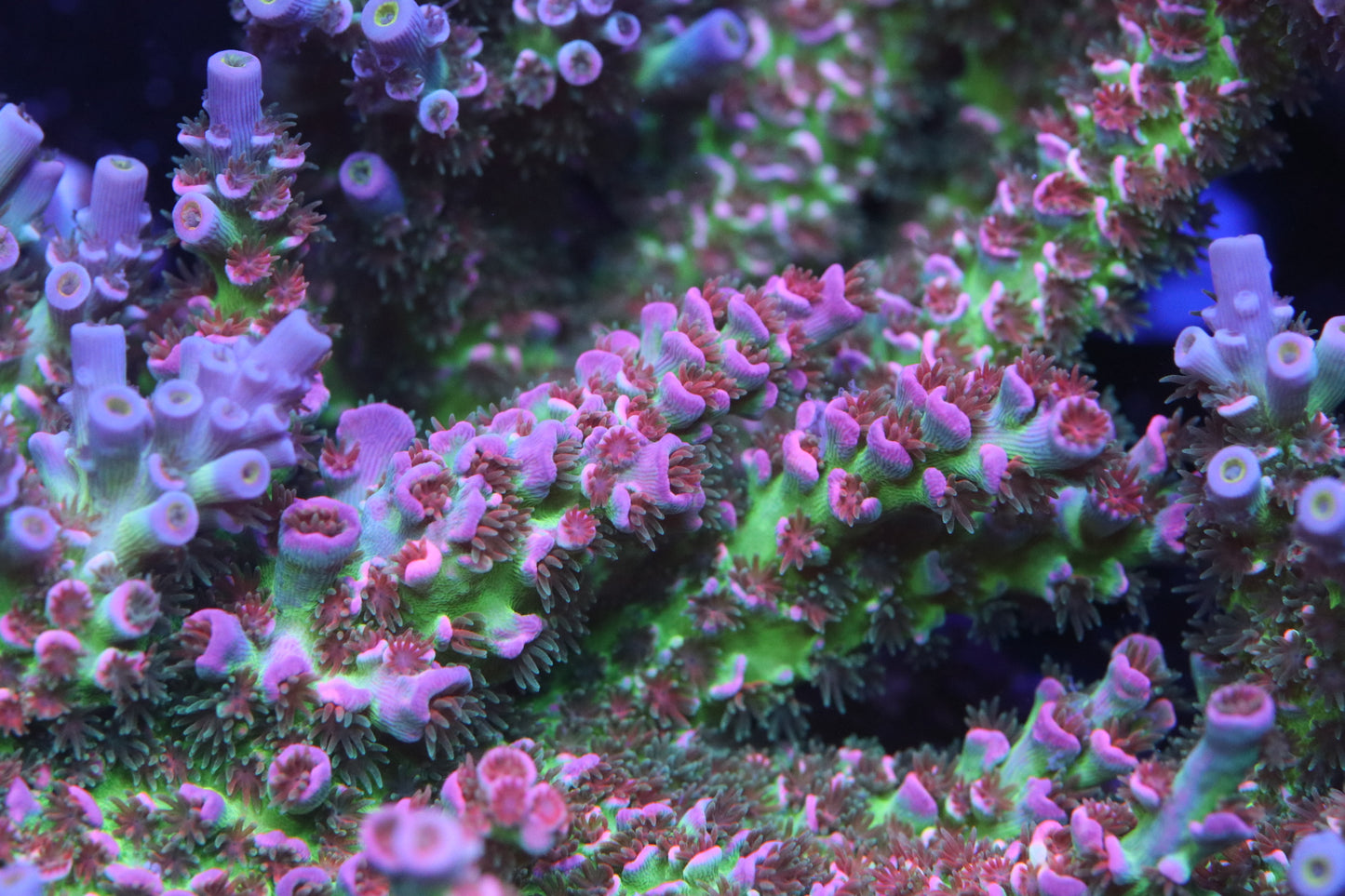 MCC Prom Queen - CUT TO ORDER