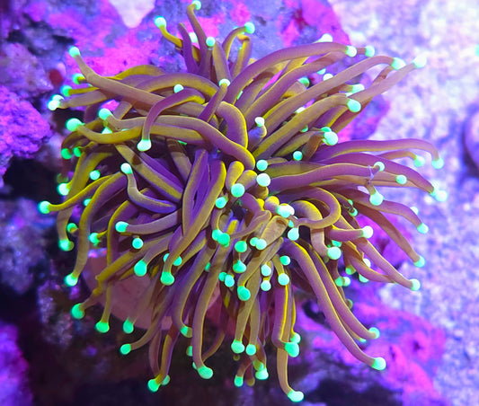 OG Dragon Soul Torch - Aquacultured