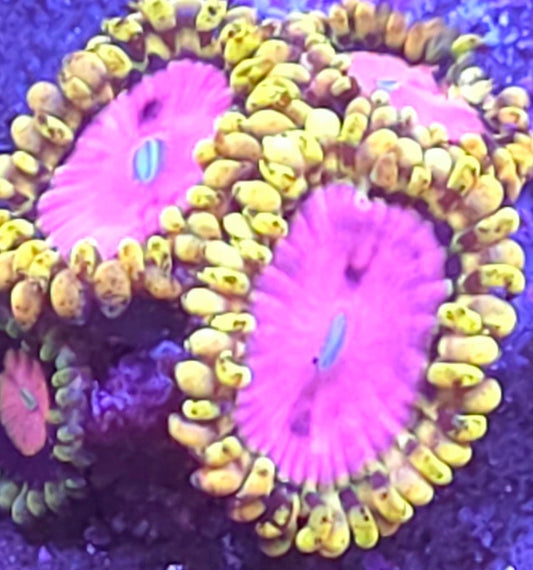 Pink Diamond Zoas