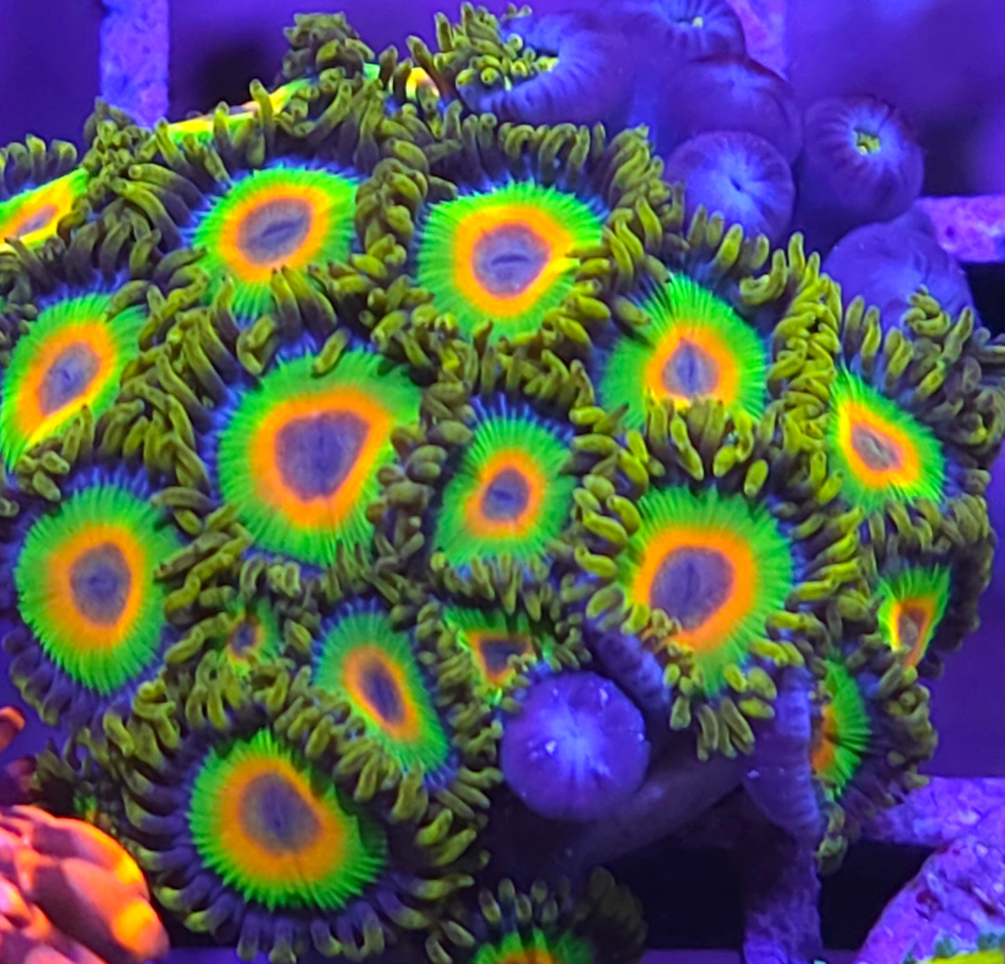 Rasta Zoas