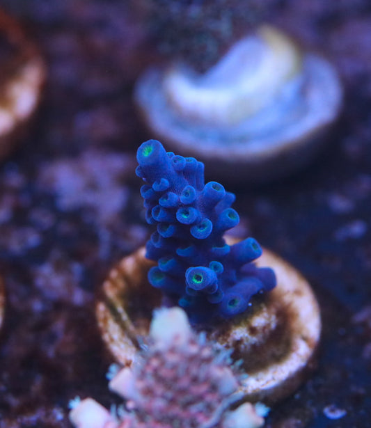 CreamCity Blueberry Stag
