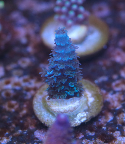 Tyree Blue Matrix Hoeksemai