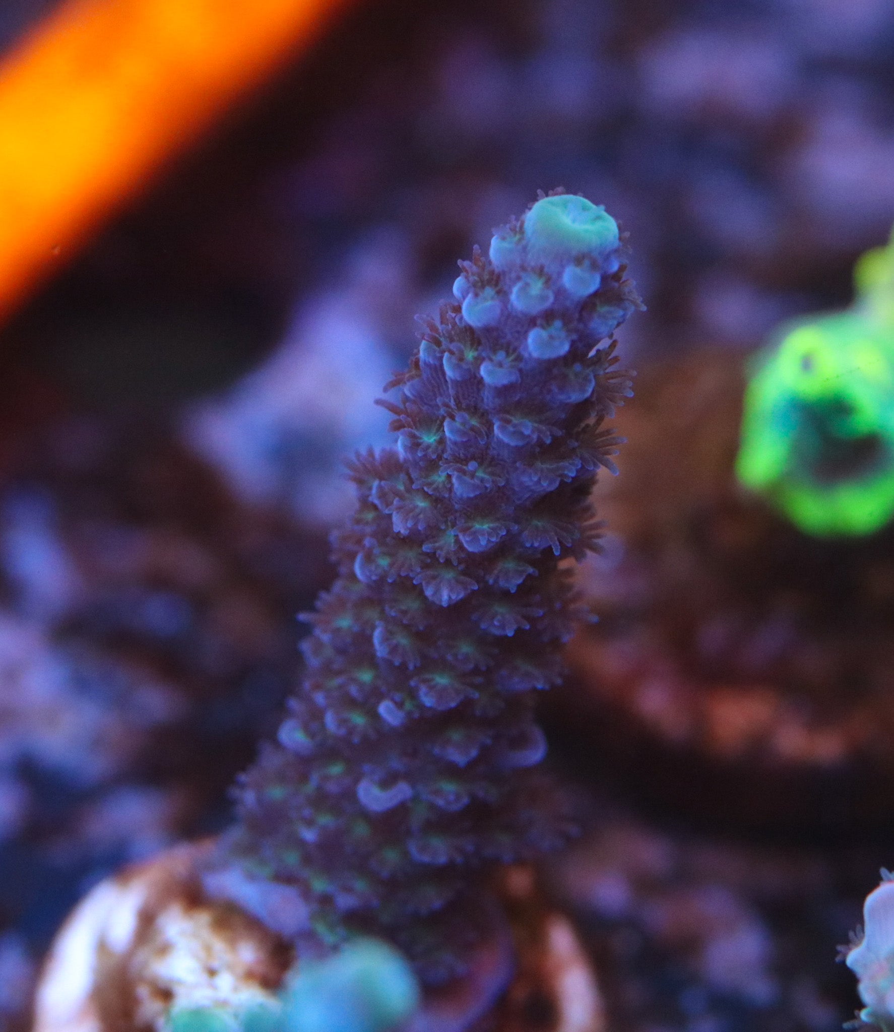 UW Blue Albro Stag