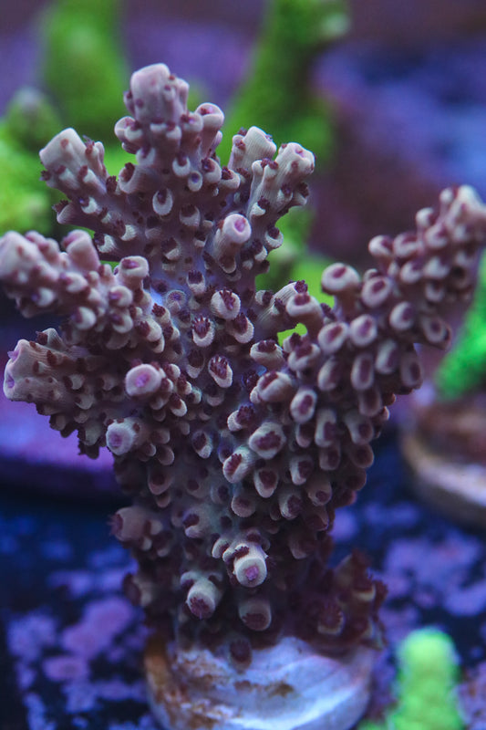 GB Fury Mini Colony