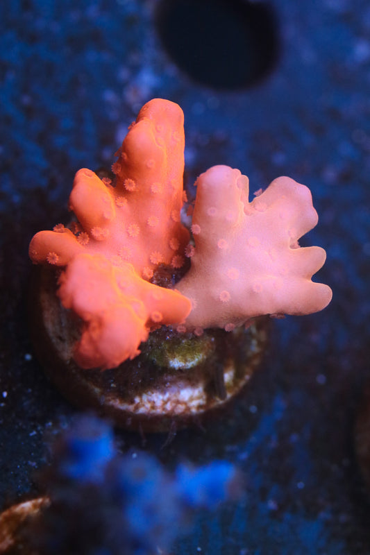 Grafted Setosa