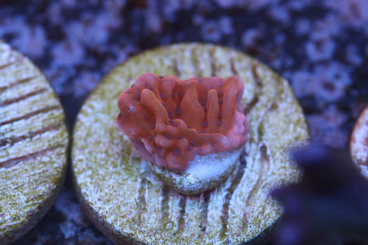 Nauti Spiral Monti