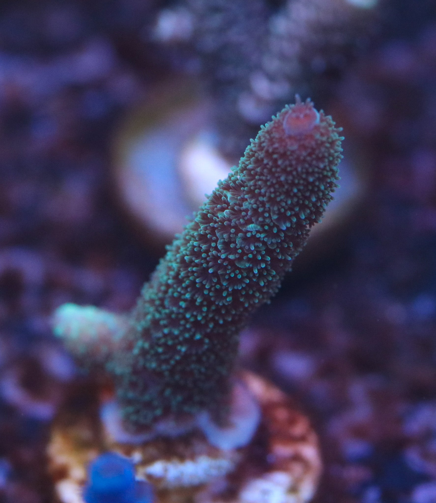 CreamCity Permafrost Spath