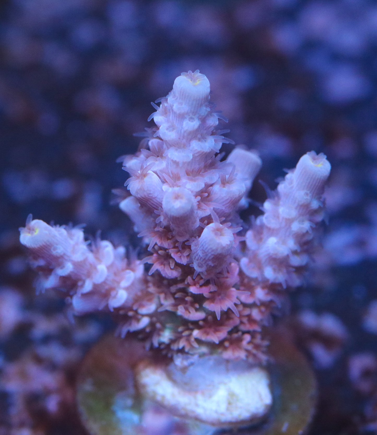 WWC Pink Panther