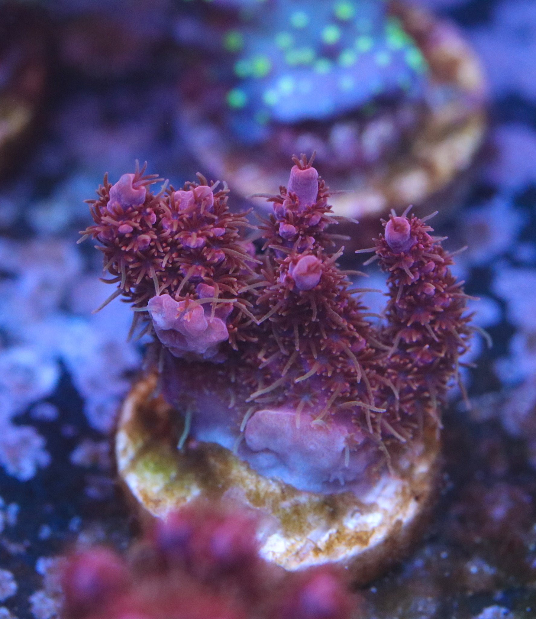 WWC Pink Passion