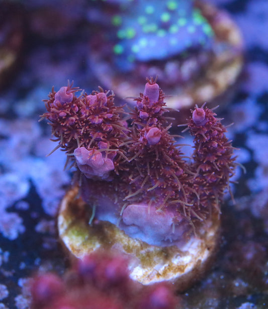 WWC Pink Passion