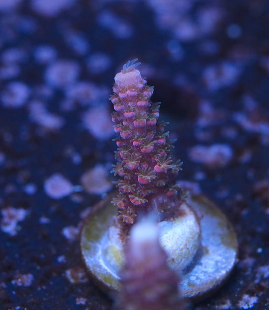 TCK Texas Pink Stag