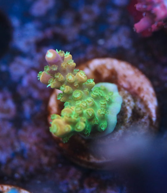 Paletta Pink Tip