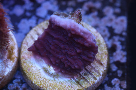 Purple Monti