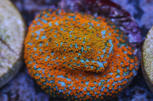 Rainbow Monti