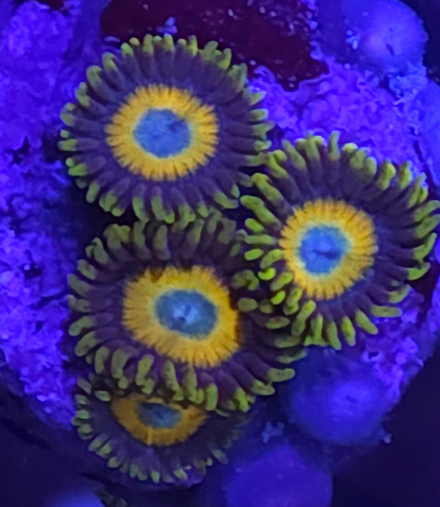 Scrambled Egg Zoas
