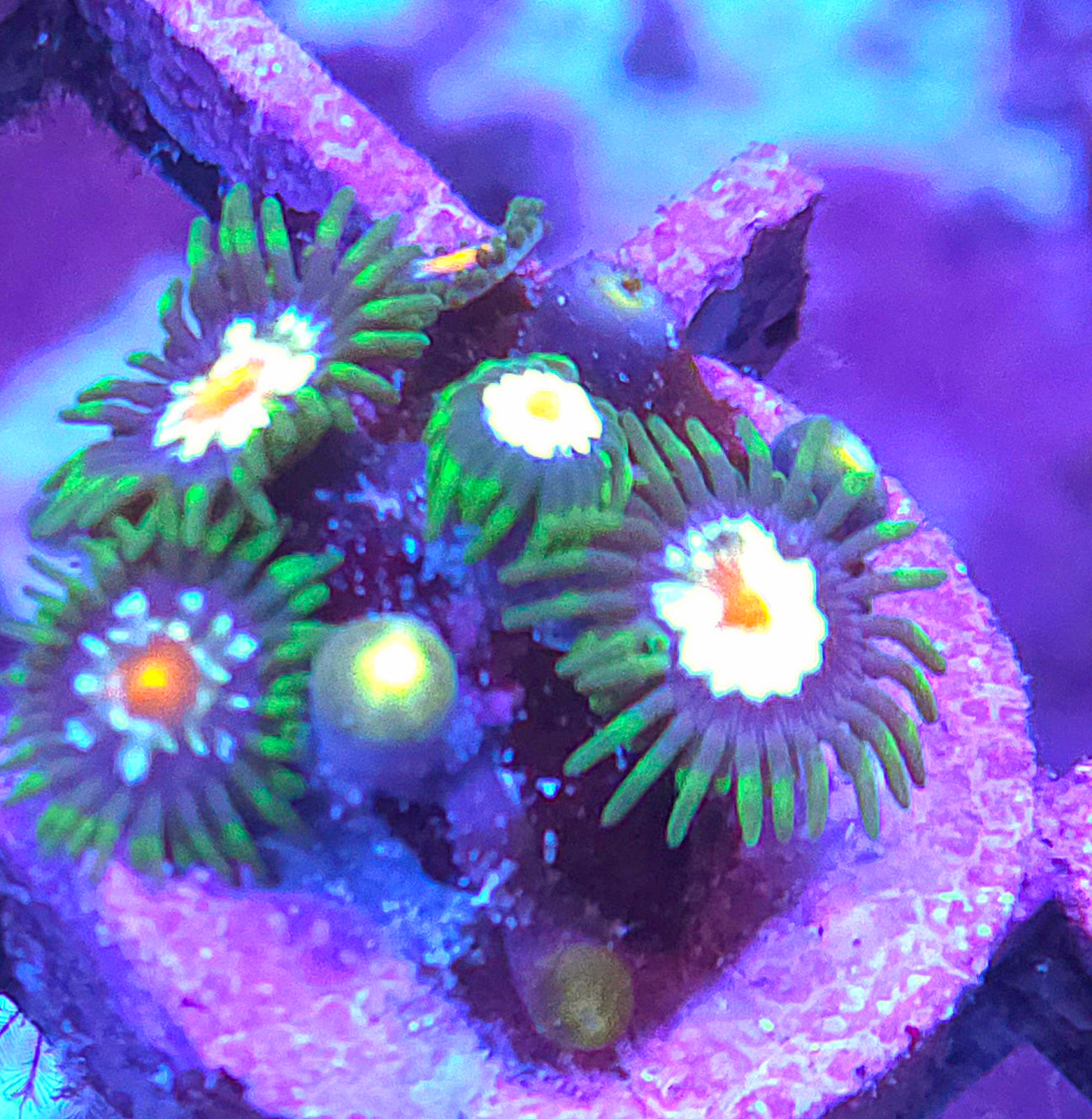 Daisy Cutter Zoas
