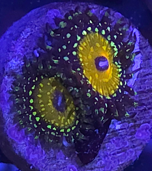 Godbeast Zoas
