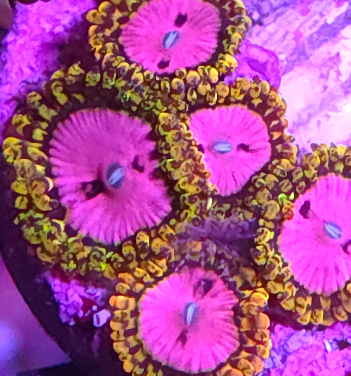 Pink Diamond Zoas