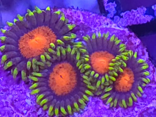 Hyper Colors Zoa