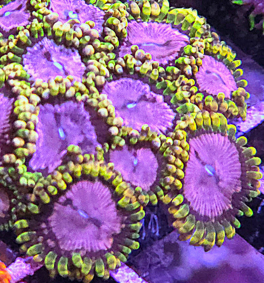 Purple Monster Zoas