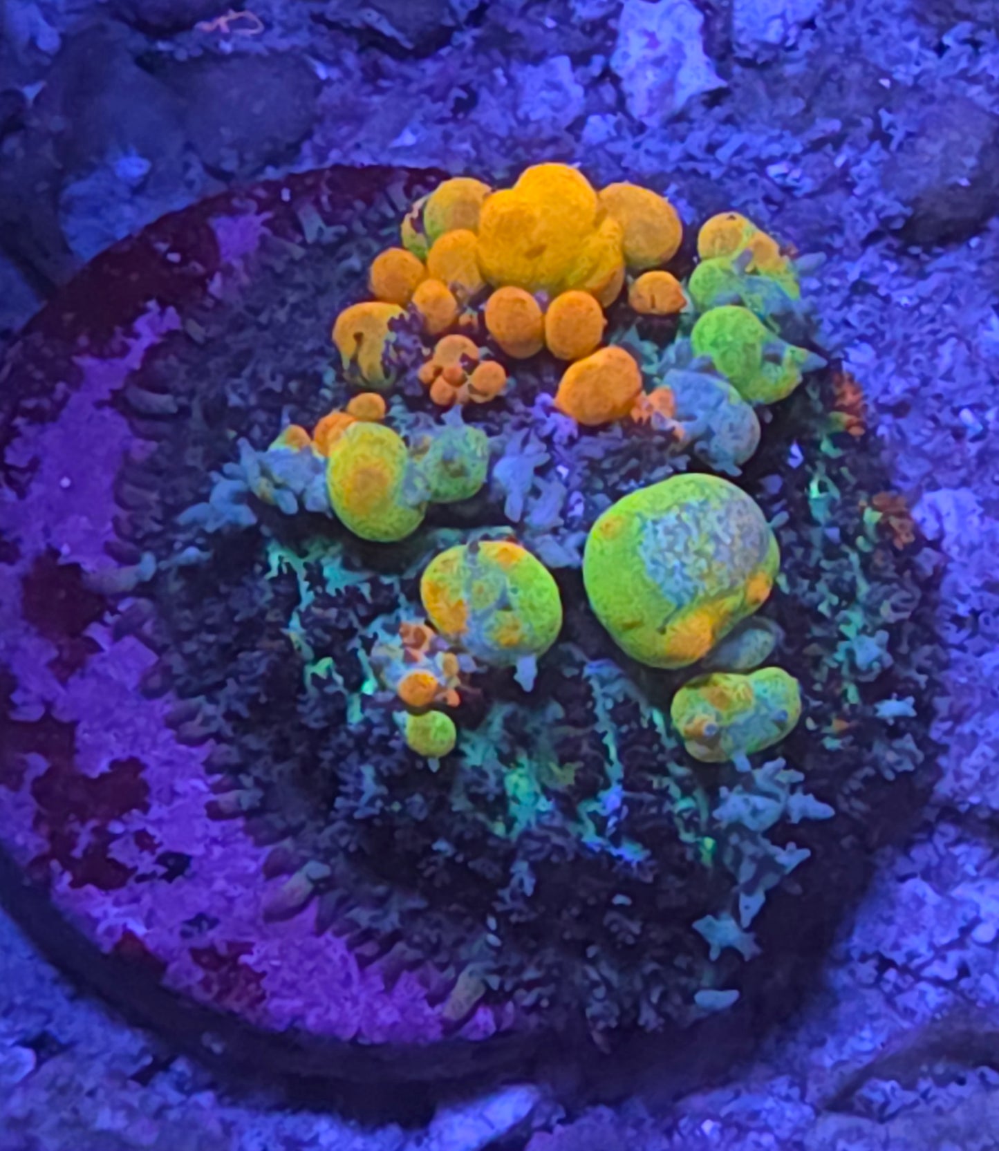 OG Bounce Mushroom - WYSIWYG