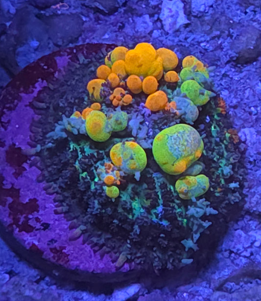 OG Bounce Mushroom - WYSIWYG