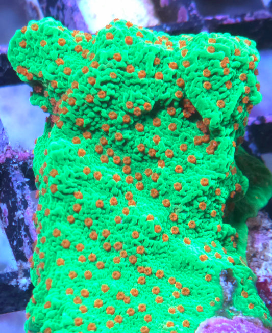 Seasons Greetings Monti