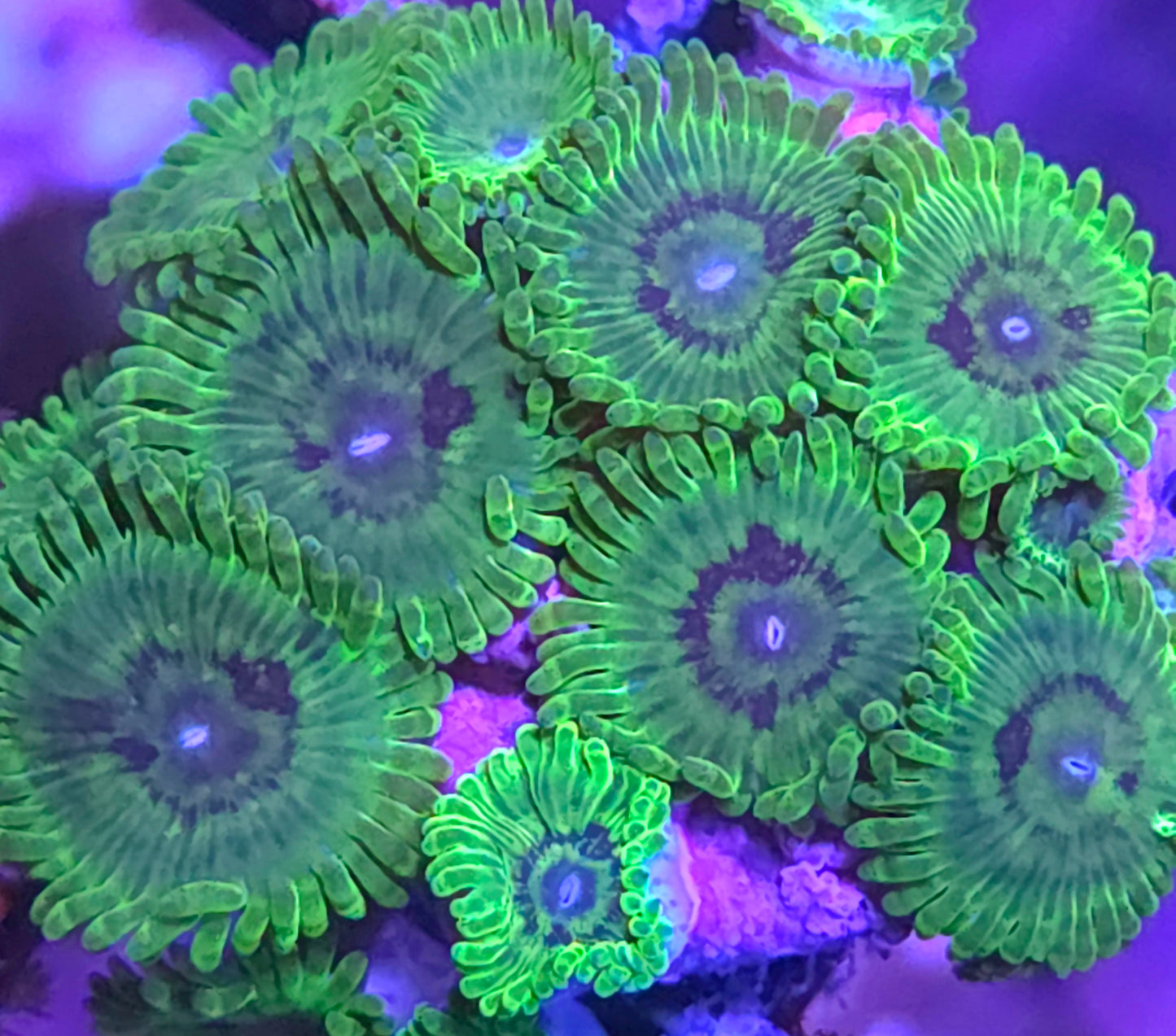Emerald Maul Zoas
