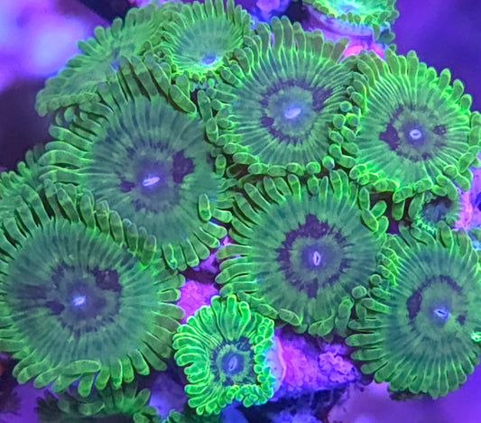 Emerald Maul Zoas