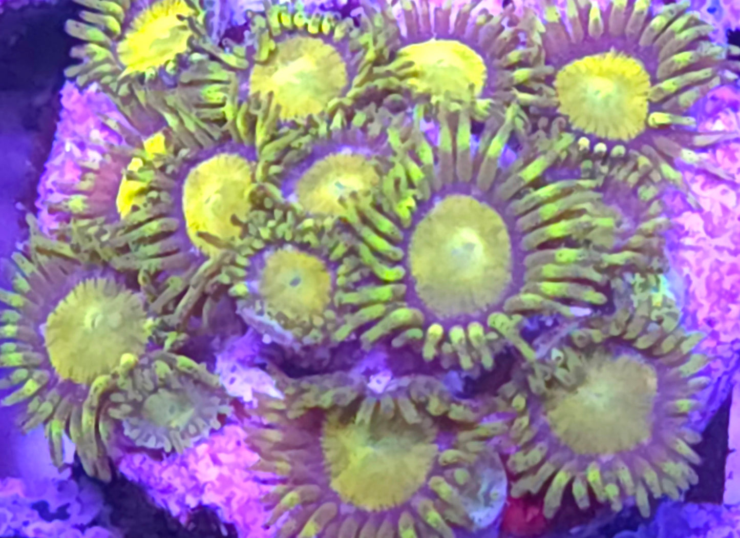 King Midas Zoa