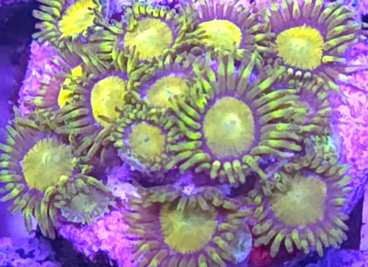 King Midas Zoa