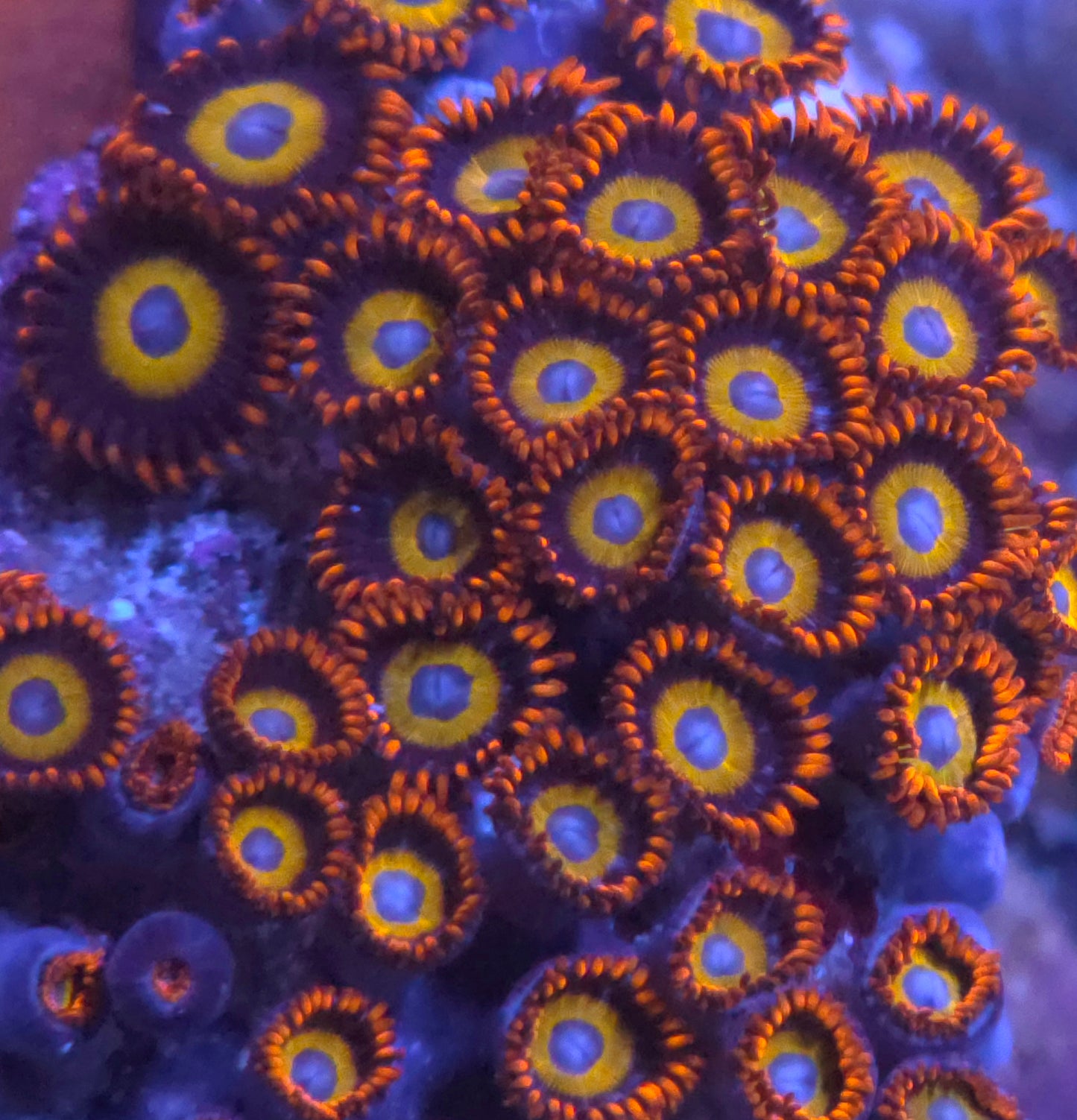 Fruit Loops Zoa
