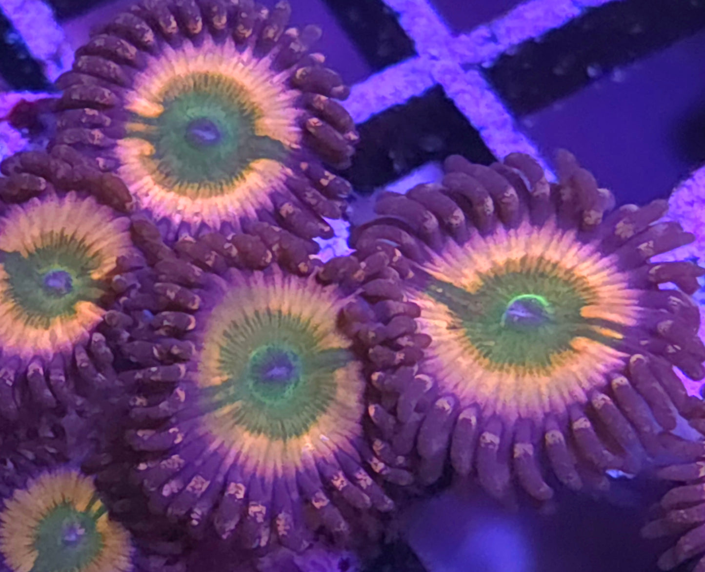 Sunny D Zoas