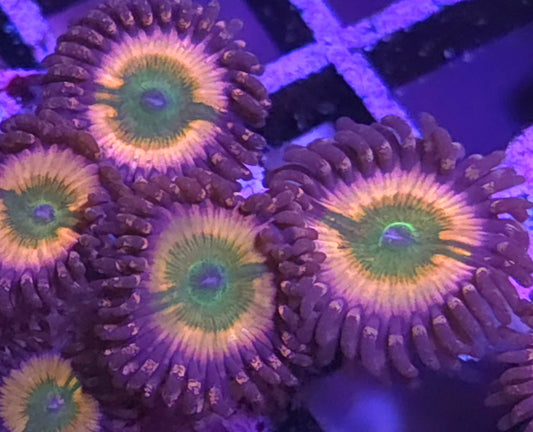 Sunny D Zoas