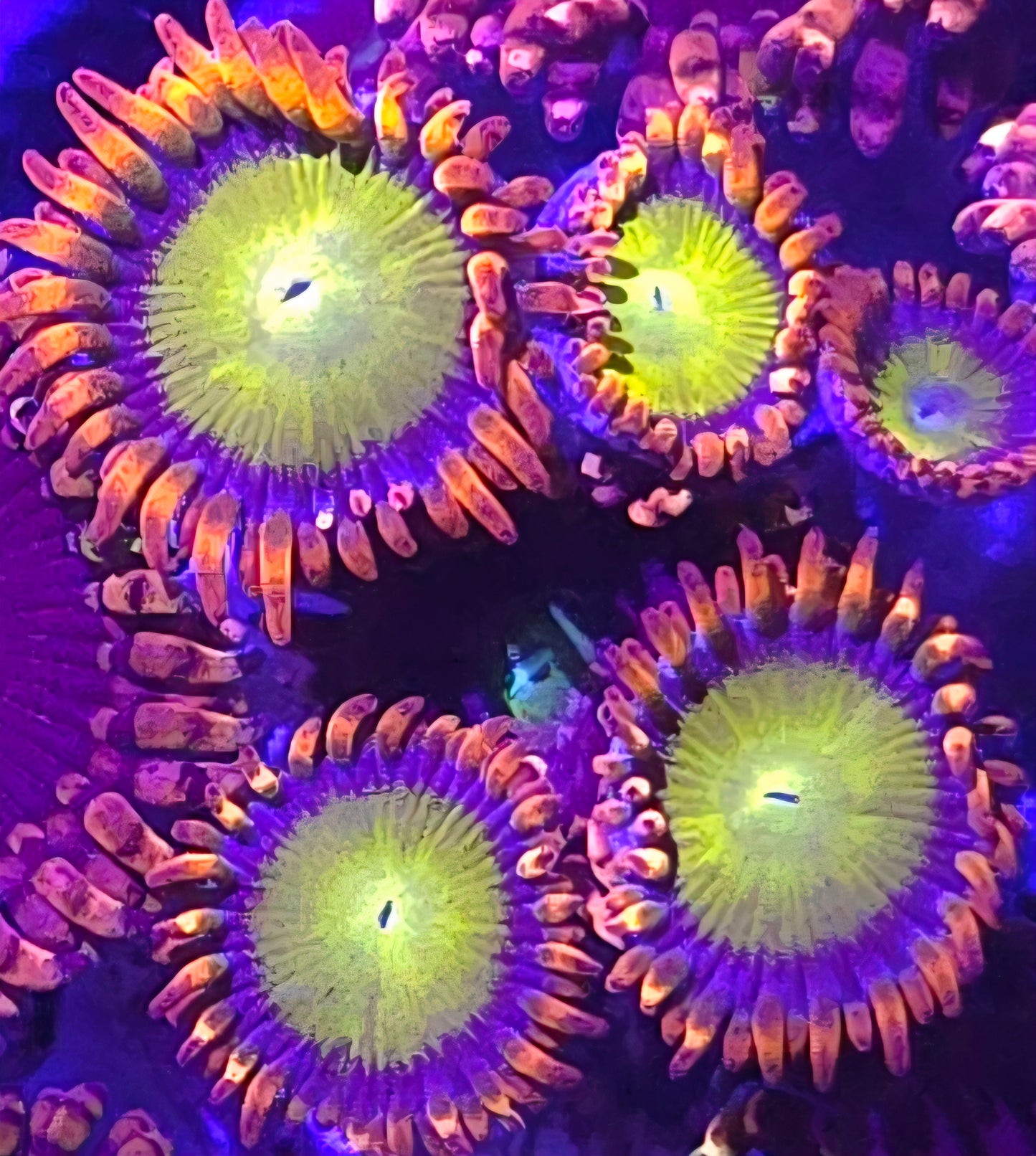Mandarin Zoas