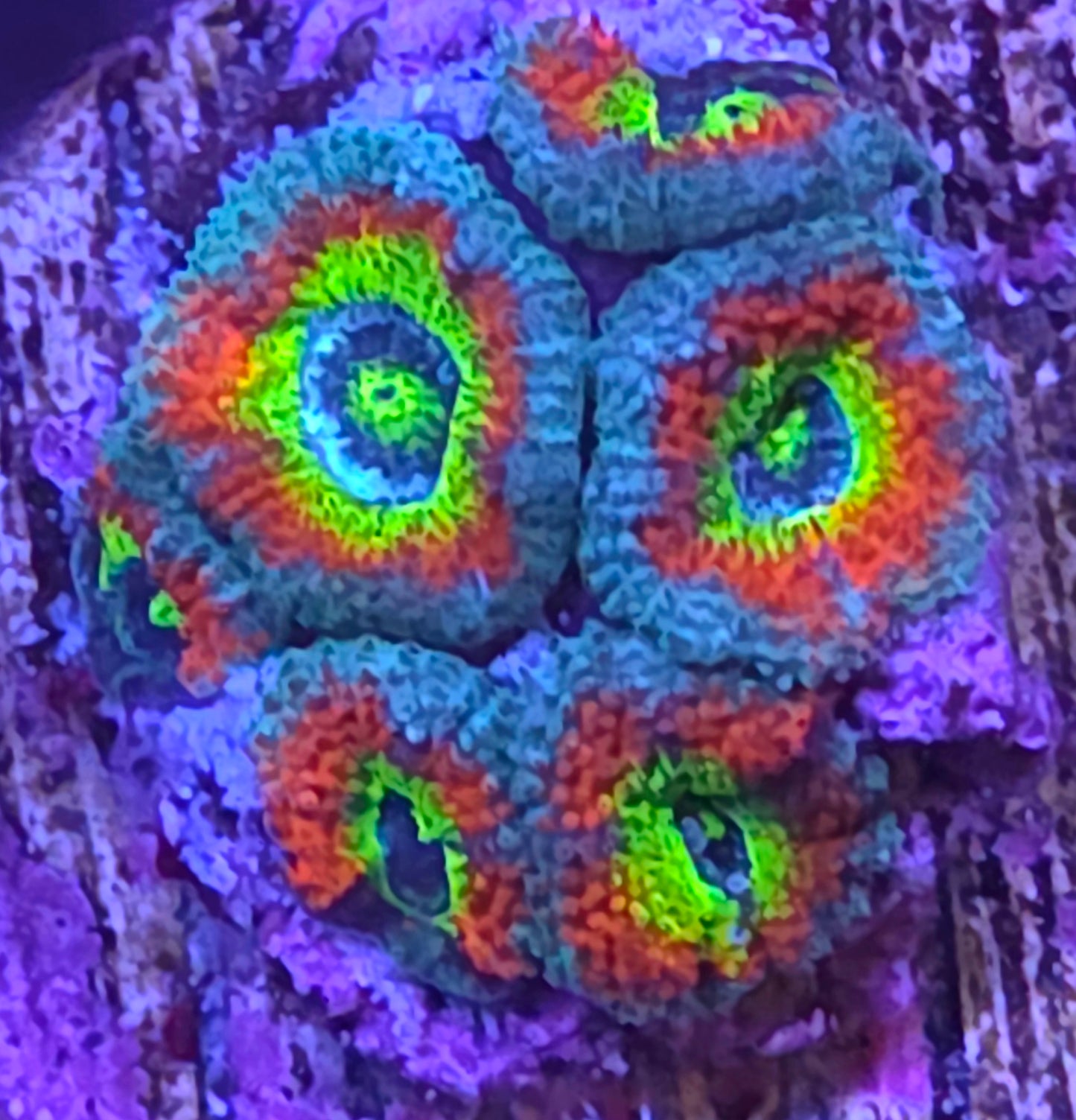 Holy Grail Micromussa