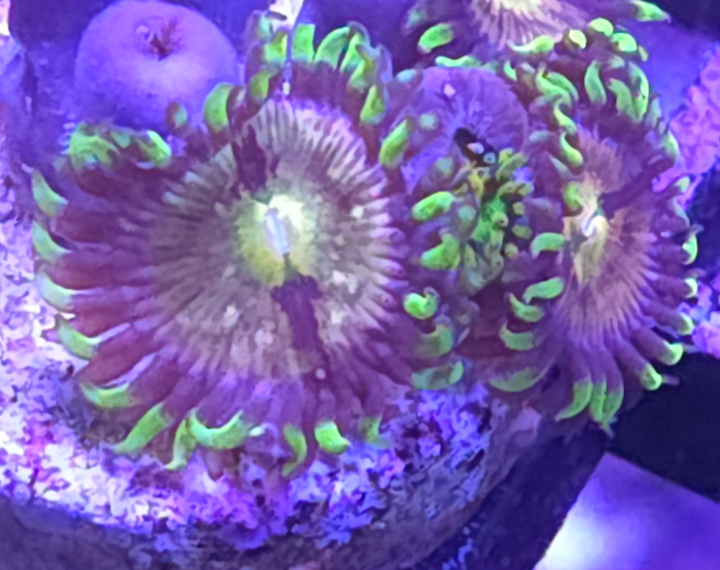 Nirvana Zoa