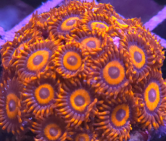 Orange Oxide Zoas