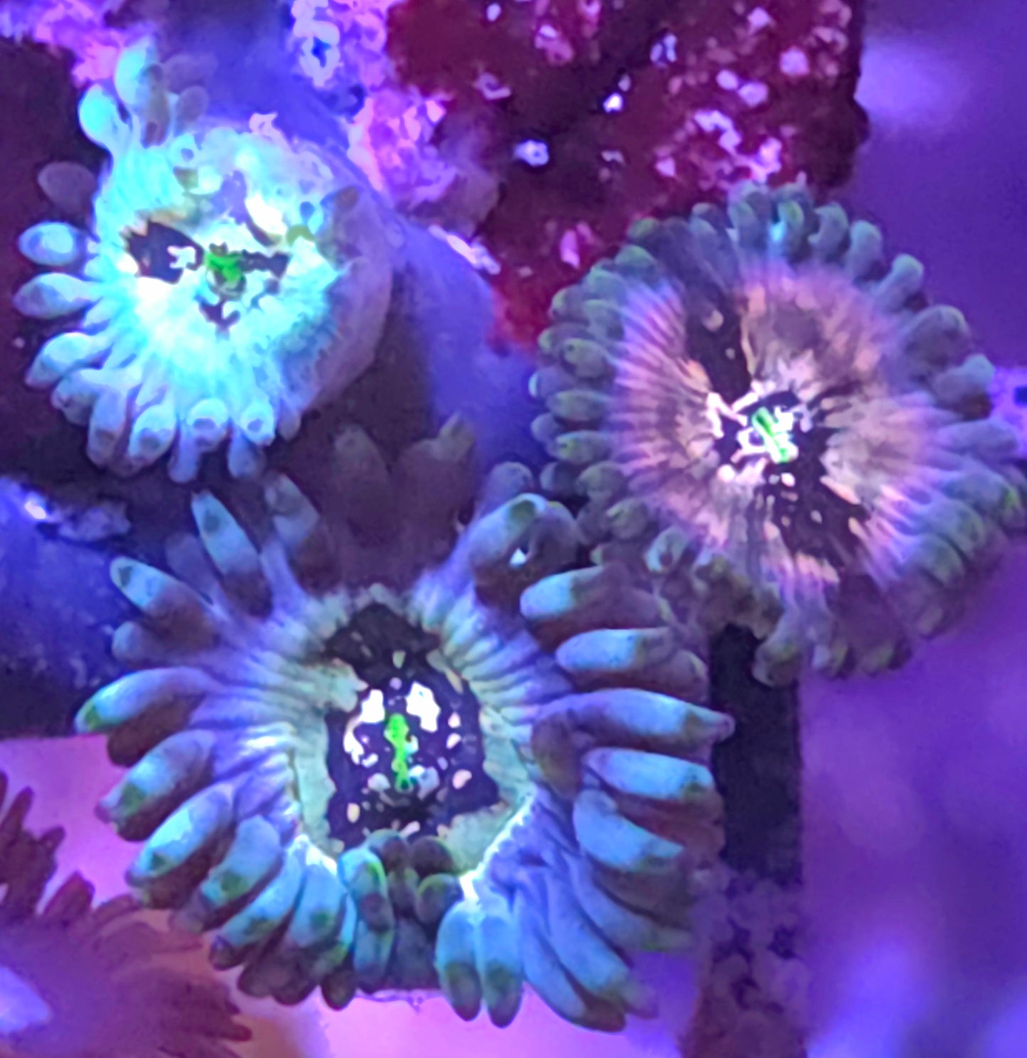 Hawaiian Ding Dang Zoas