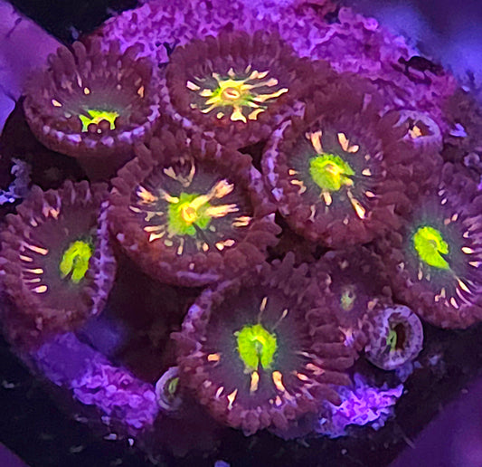 Pink Minefield Zoas