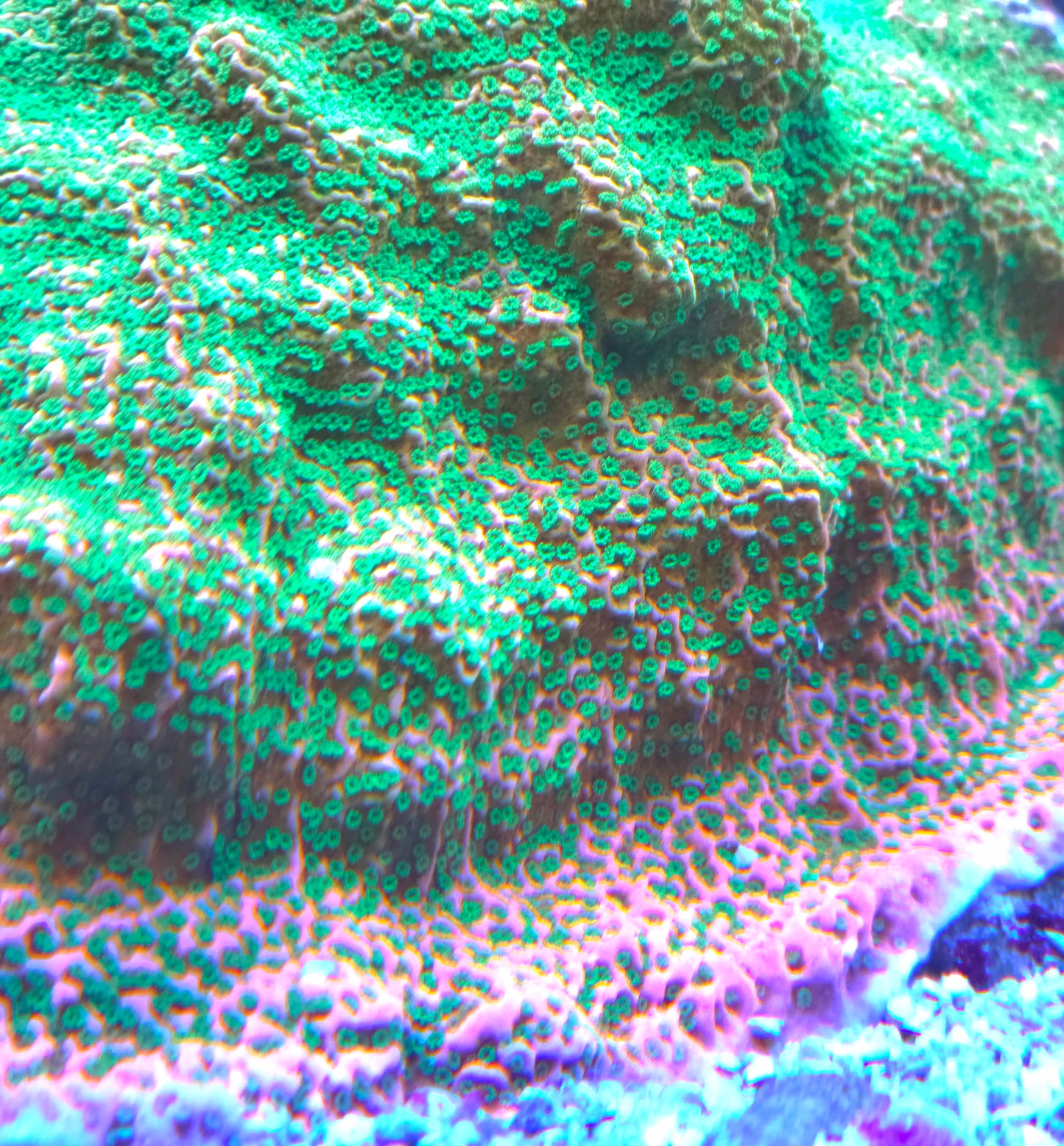 TSA Applejacks Monti